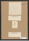 Diatomeae indet. (de-Toni-Nr.: Species 2969) Zeichnungen Sammlung Grunow Nr. 6057 (NHMW-BOT-W0374568)